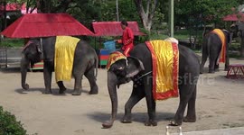 Revealed: Inside the Thai zoo dropped by Asia's biggest travel agency for 'abusing' animals