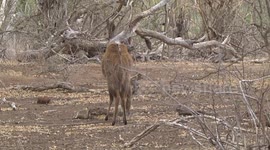 Beating the drought – a Bushbuck eats fallen dead leaves to survive