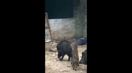The piglet tried to ride on the father's back but failed