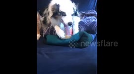 US owner laughs as determined dog licks peanut butter stuck deep into jar