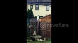 Scottish mum goes viral after screaming at dog to get down from fence
