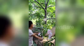 Chinese boy manages to cut fruit by flinging playing cards at them