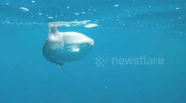 Incredible video shows the moment a massive sunfish was spotted swimming in British waters