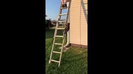Adorable raccoon wants to help out with the housework