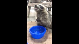 Baby raccoon eats banana