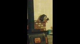 Cute cat falls