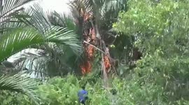 RUBBER PLANTATION, AND SAGU PLANTATION, BURNED.