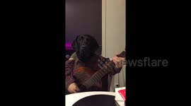 Man-dog shows off his guitar skills