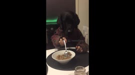 'Man-dog' is back and can't wait to eat his dinner