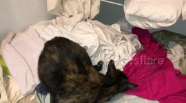 Traumatic extreme cat birthing newborn kitten