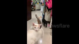 Excited cats come running for dinner in Taiwan