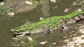 Crocodiles Live In Filthy Conditions At Thai Zoo