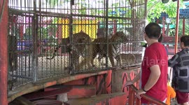 Tourists Feed Tigers At Controversial Thai Zoo