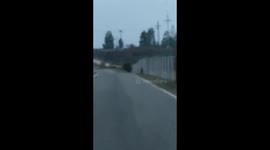 Tigers Roam around the GS 5 Area PT Minas CPI