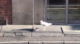 A huge seagull eating a pigeon