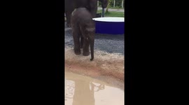 Baby elephant diving skills