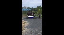 Bath time for baby elephant