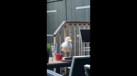 Seagull with whole slice of pizza in its mouth in Newcastle