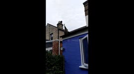 Residents left in a flap over an escaped peacock