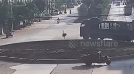 Ostrich on the loose sprints down busy road in China's Shiping