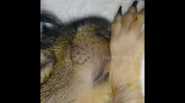 Cuteness OVERLOAD! Baby squirrel sucking its thumb.