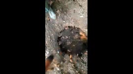 Vietnamese honey hunter reveals large underground beehive