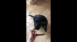 A hungry Labrador tries to pick up both treats in her mouth.