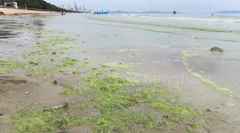 Popular Thai tourist beach turns GREEN in suspected algae bloom