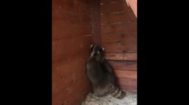 raccoon is engaged in fitness to lose weight