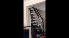 Angry cat slaps phone