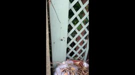 Spider catches wasp