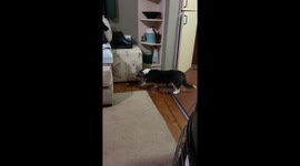 Corgi doesn’t like water in the bowl