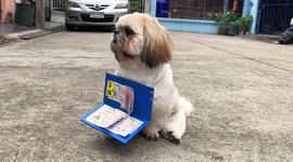 Pet Dog Selling Lottery Tickets