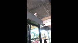Stranded Kitten Helped Down With Stool