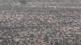 The female pig saves the burning piglets on Indonesian peatlands