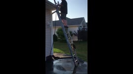 Little raccoon cub wants to help human carer with roof cleaning