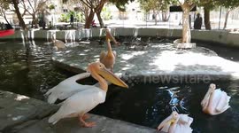 Hungry Pink Pelican Fight Over Boy Thrown Fish
