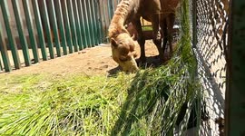 African Pregnant Camel Becomes Demanding Fresh Grass