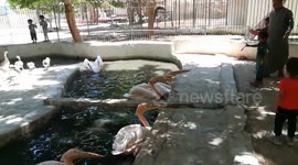 Hungry Hungry Pink Pelican Family Eats Little Boys Fish