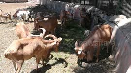 Boy Insane Adore For African Barbary Sheep