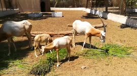 Hungry Scimitar oryx big Fans Of Green Morning Grass