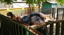Hungry Hippos Open Their Mouse To Eat Visitors Raw Potato
