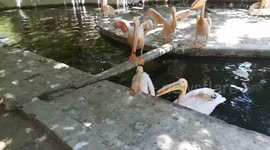 Family Pink Pelican Eats Little Boy Fishes