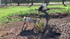 Dwarf goat has fearsome headbutt battle with peach tree sapling
