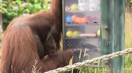 Clever orangutan uses tools to grab snacks out of 'vending machine'
