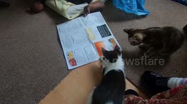 ‘Who wants Chinese?’ – Disabled man plays with kittens with Chinese Menu