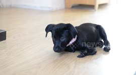 UK puppy is named after a kangaroo as she hops around on her back paws despite being born with six legs
