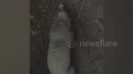 Wild hog badgers rescued after falling into 16ft deep abandoned well