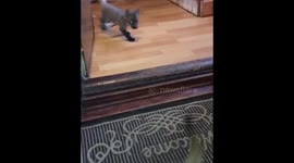 Adorable fox cub wants to play with pet meerkat siblings at home in Russia