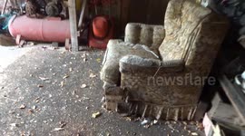 Wasps nest found in sofa chair